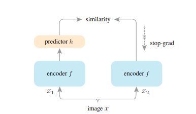 SimSiam Architecture